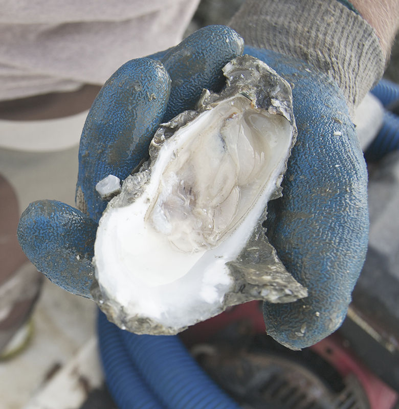 oysters As unique as the men who harvest them Features