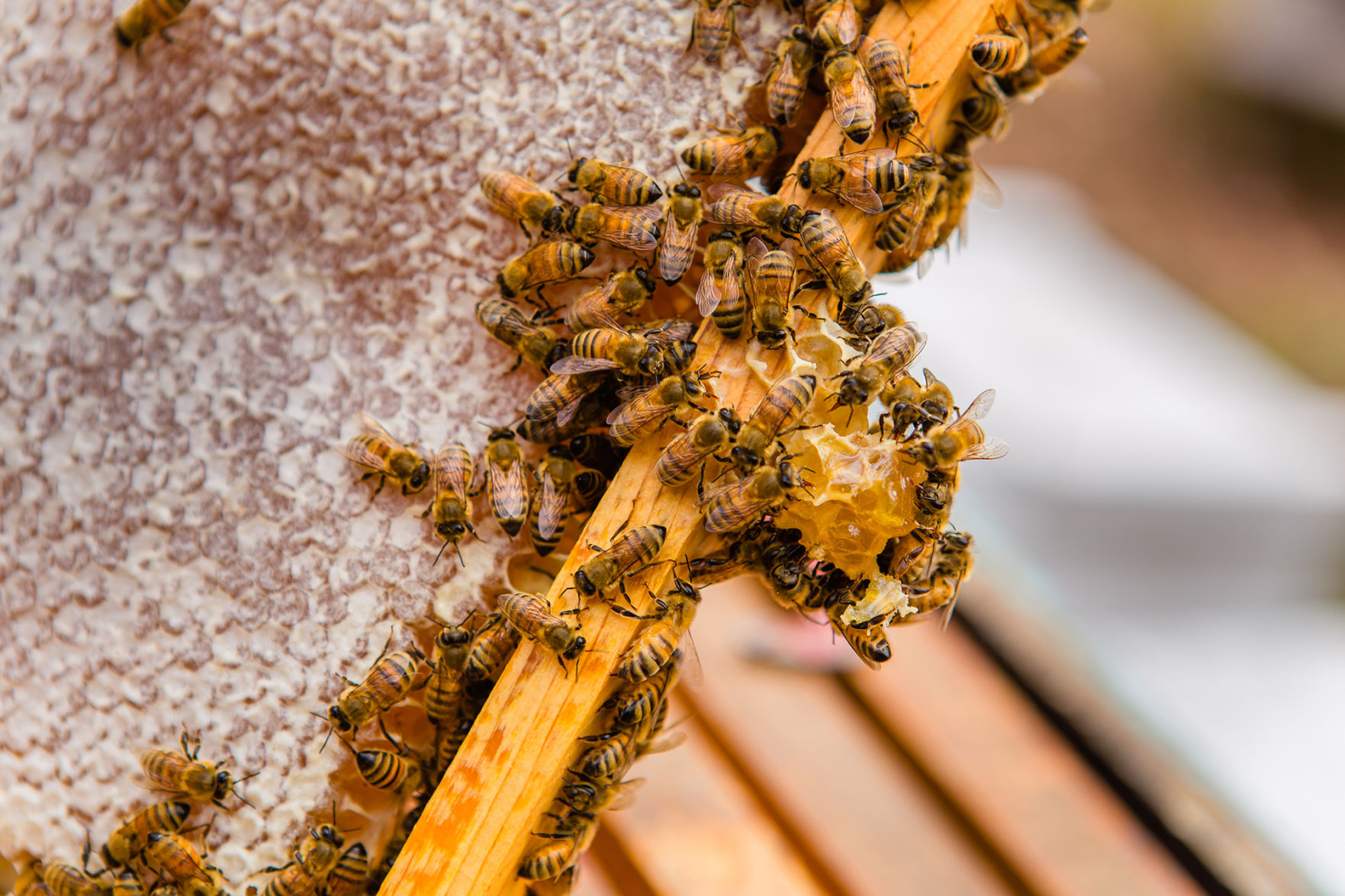 Hives Honey Features Goldenislesmagazine