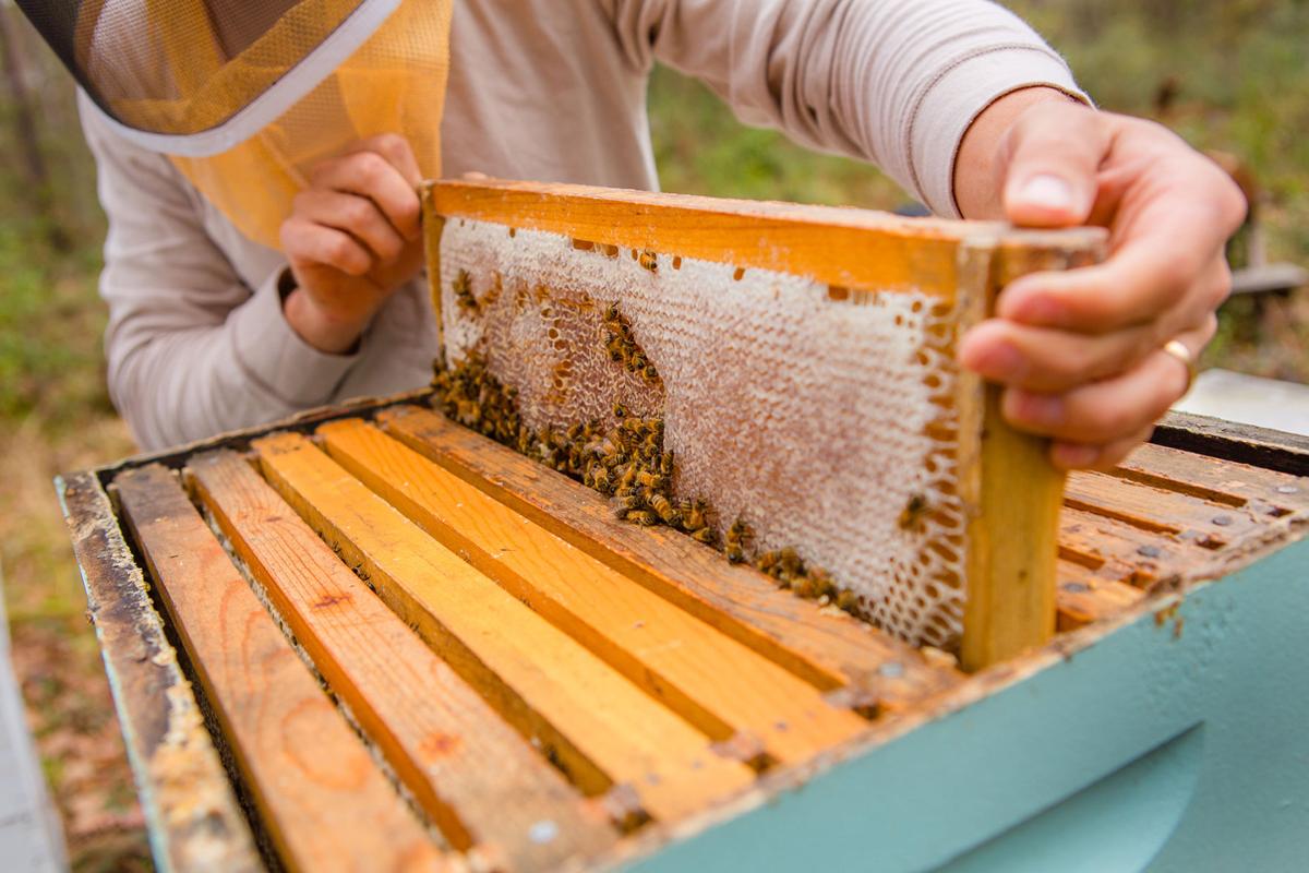 Hives & honey Features