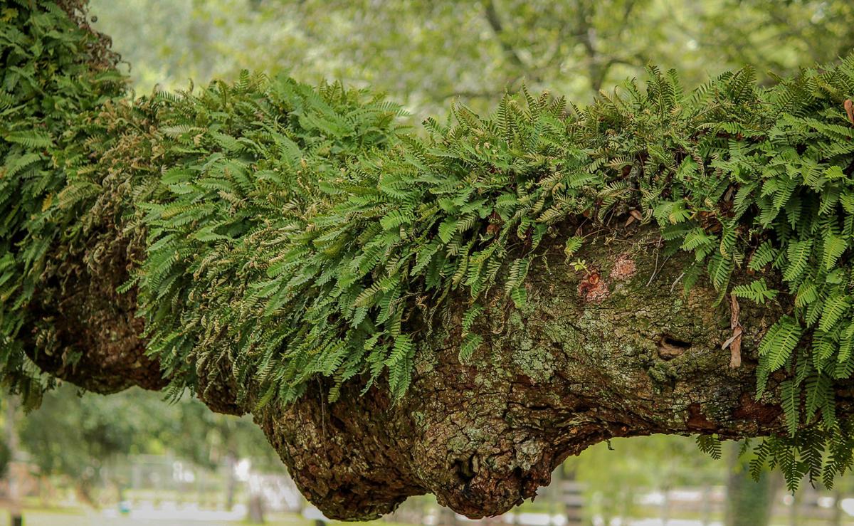 The Resurrection Fern | Gim Columns | goldenislesmagazine.com
