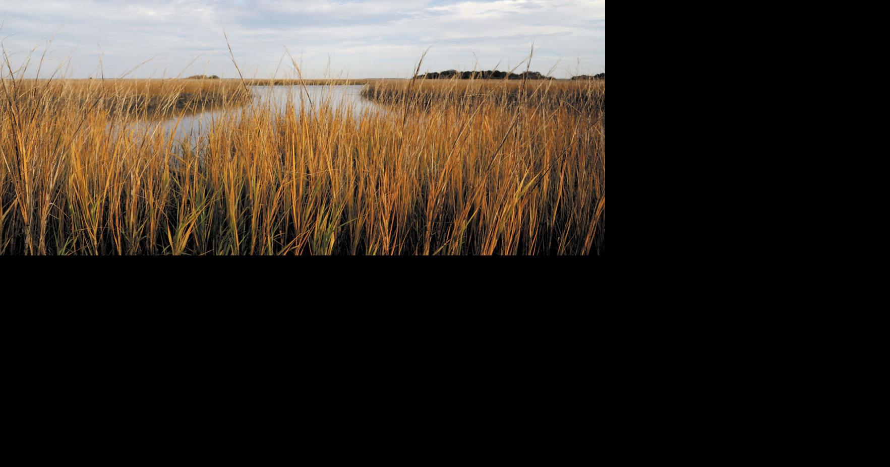 Exploring the salt marsh | Gim Columns | goldenislesmagazine.com