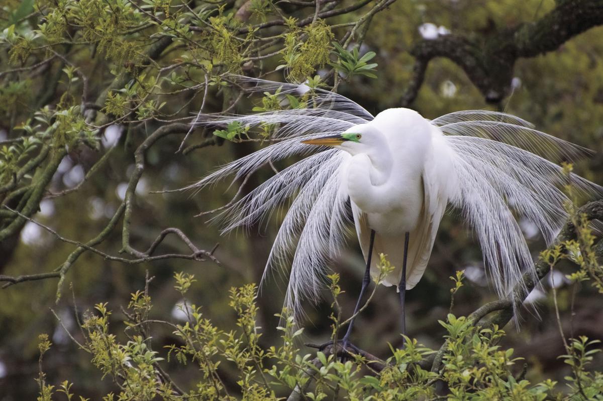 The Art of Bird Photography | Features | goldenislesmagazine.com