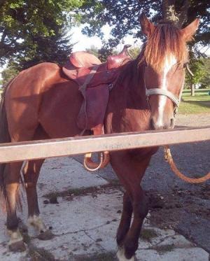 Lovina S Amish Kitchen Goshen Indiana Lovina S Amish Kitchen Goshen Indiana