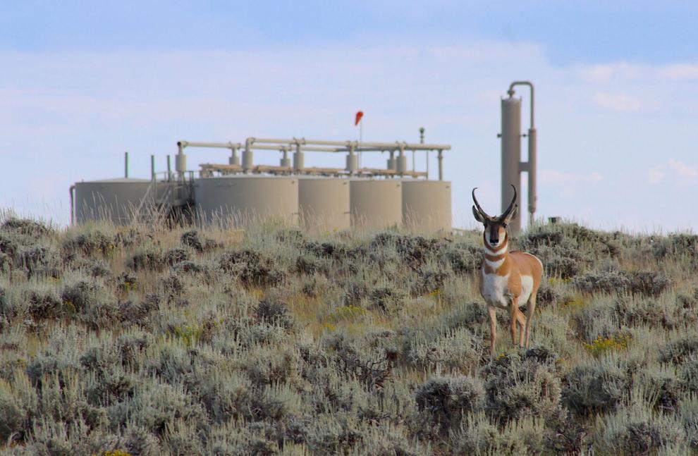 Wyoming’s ‘Path of the Pronghorn’ is a signature away from protections sought for a quarter century