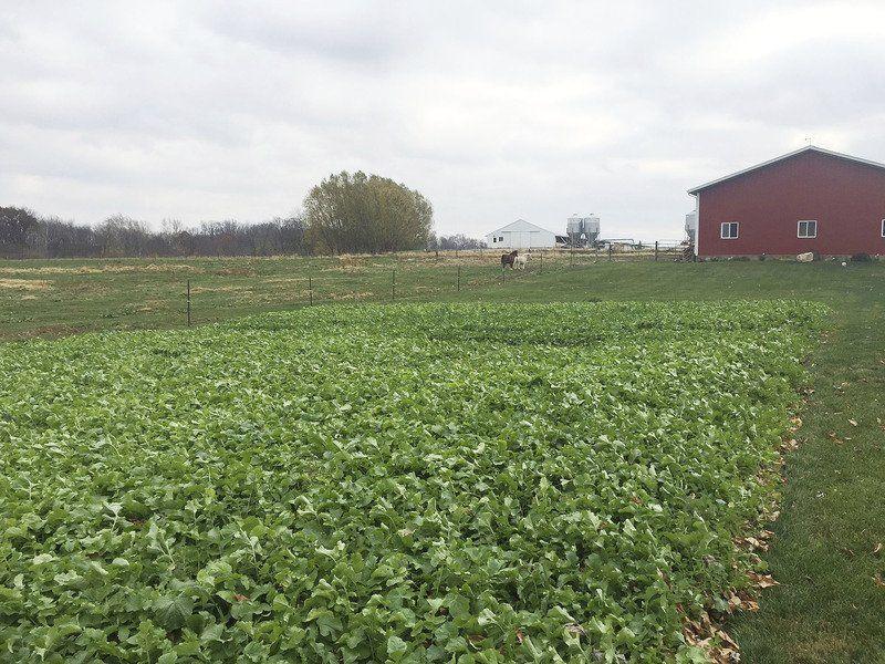 Daikon radishes grown to till soil Lifestyles
