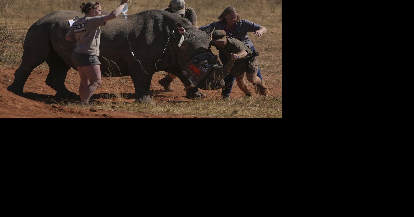Revolutionary Strategy: Making Rhino Horns Radioactive to Combat Poaching in South Africa!