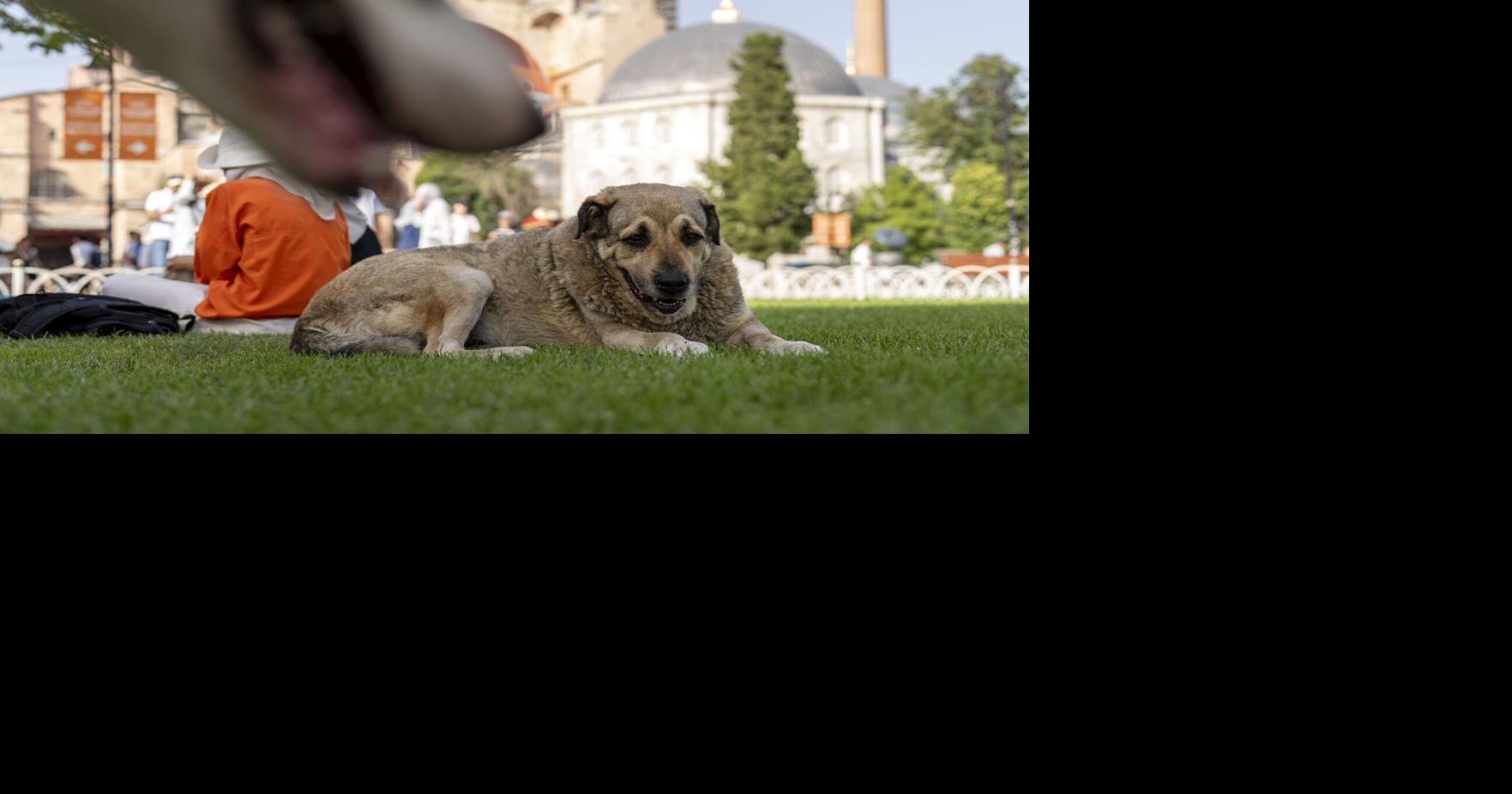 Turkey Stray Dogs