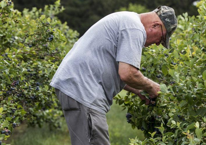 THANK A HOOSIER FARMER Wakarusa blueberry farmer opens his fields to