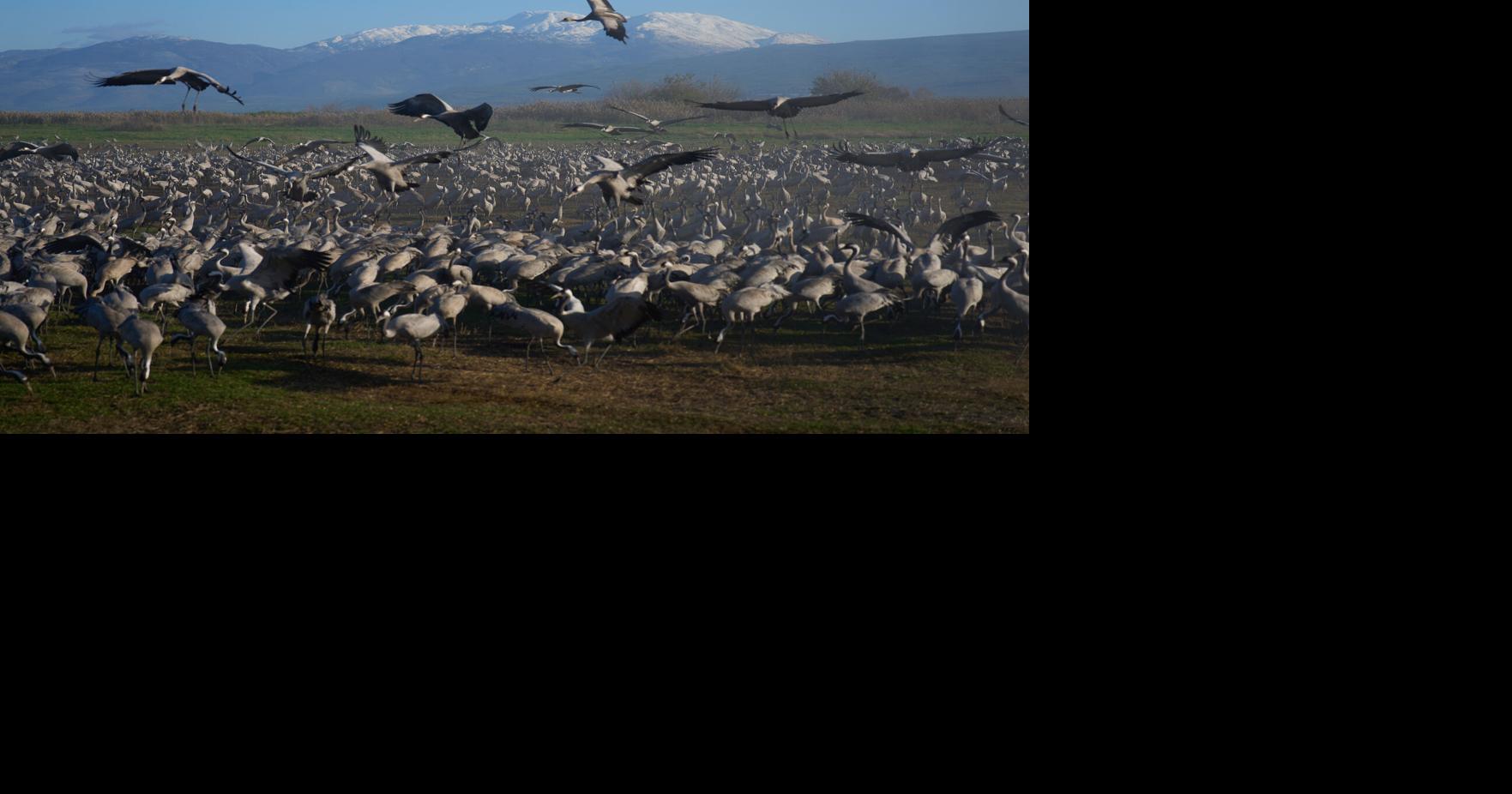 Israel Migrant Birds