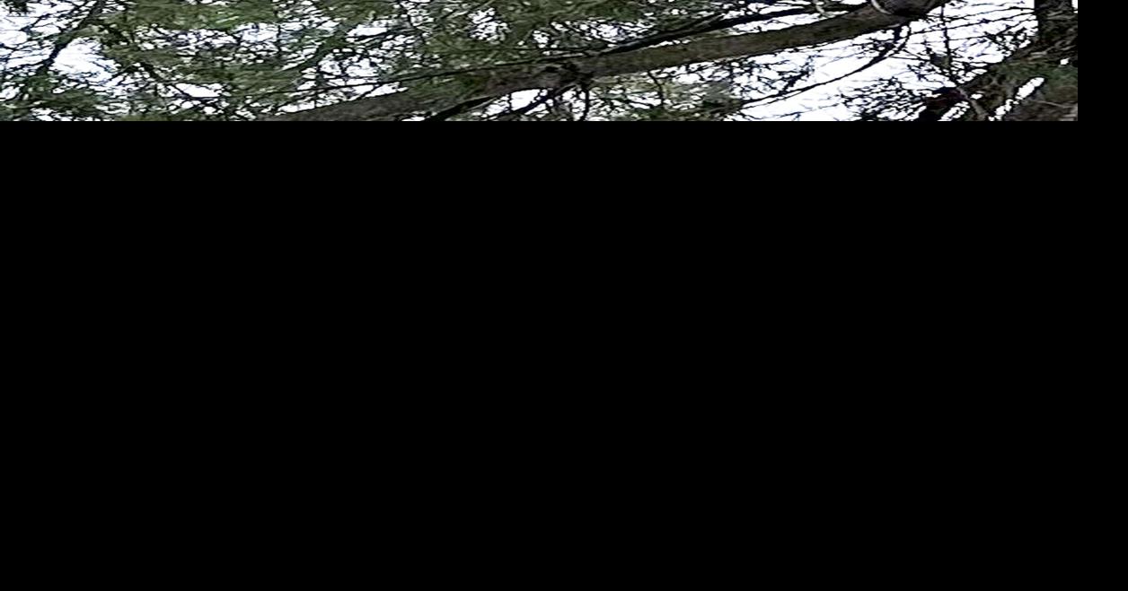 RACHEL SHENK: The Shenks spend each day enjoying and observing nature