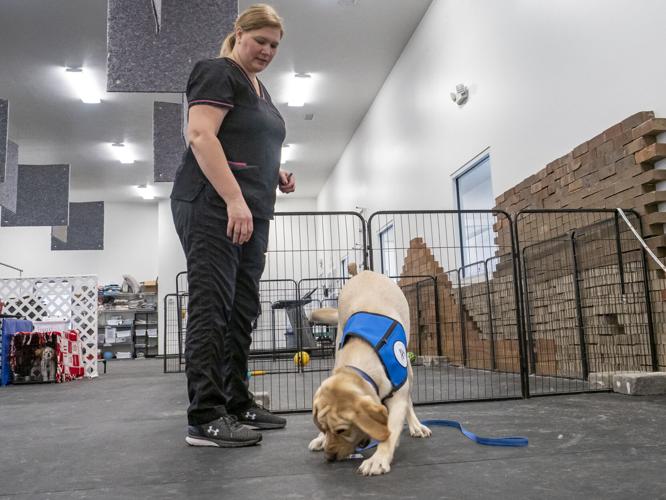 Jimtown finds therapy dogs a joy News