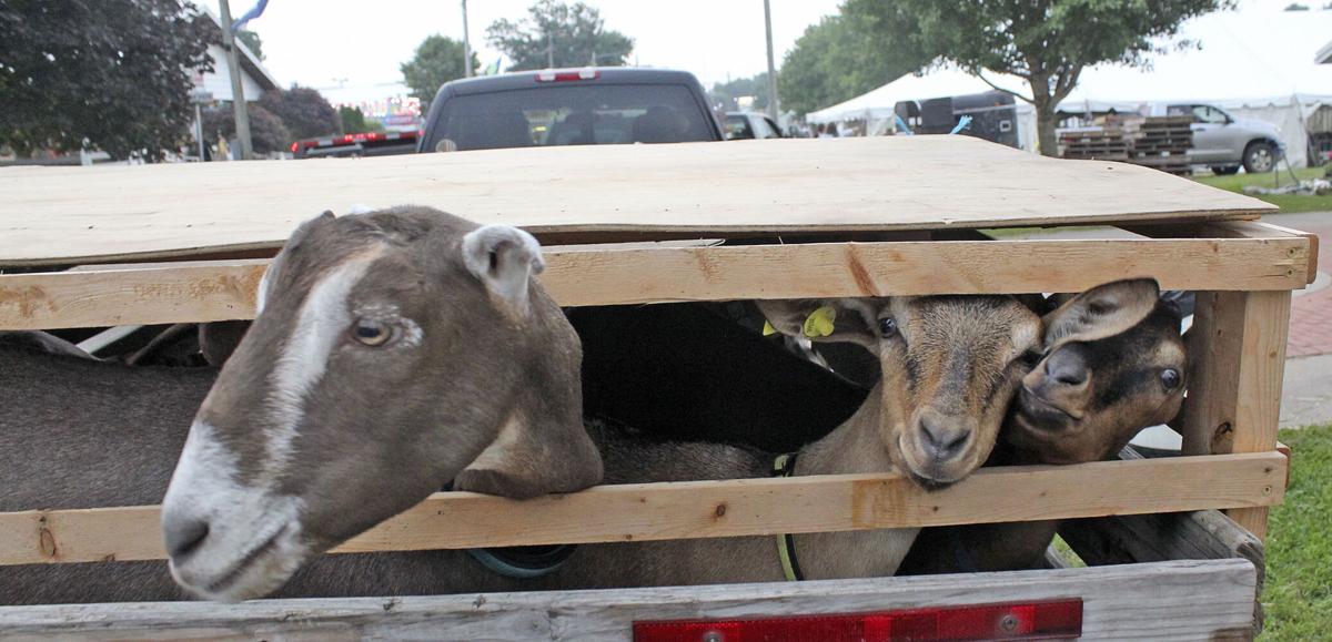 Saw You at the Fair