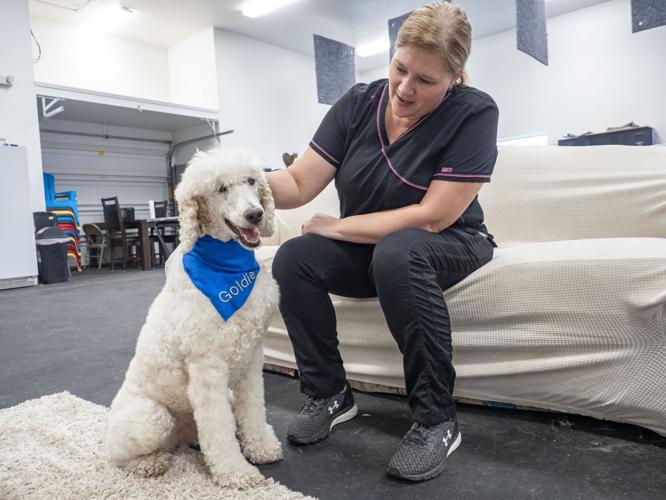 Jimtown finds therapy dogs a joy News
