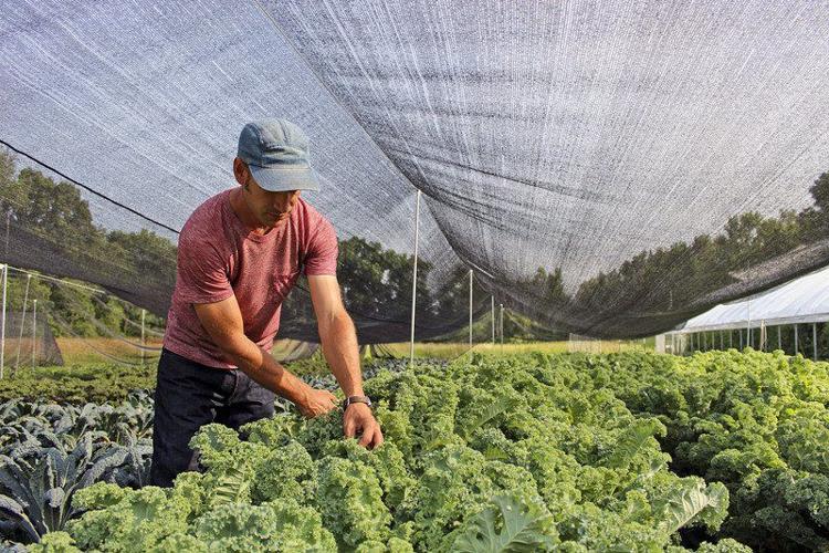 THANK A FARMER: Tiny farm serves loyal, local market