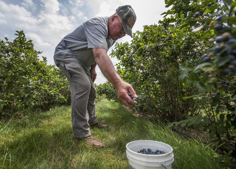 THANK A HOOSIER FARMER Wakarusa blueberry farmer opens his fields to