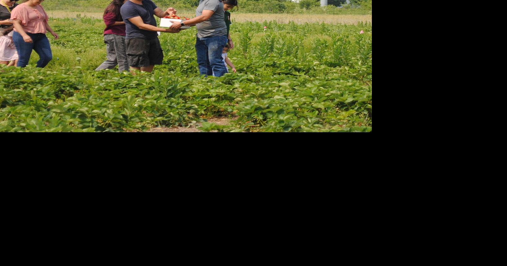 Yoder's UPick Strawberry Patch