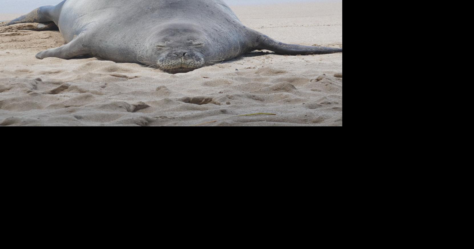Washington tourist pleads not guilty in Hawaiian monk seal rock case, barred from Hawaii beaches