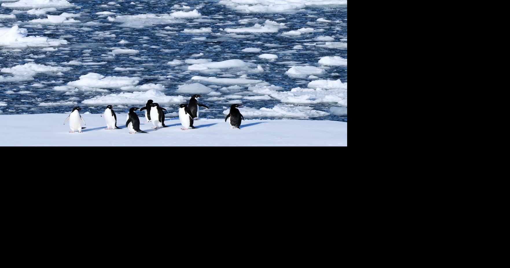 Climate Penguins