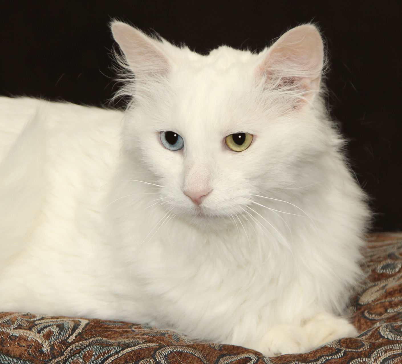 old white cat