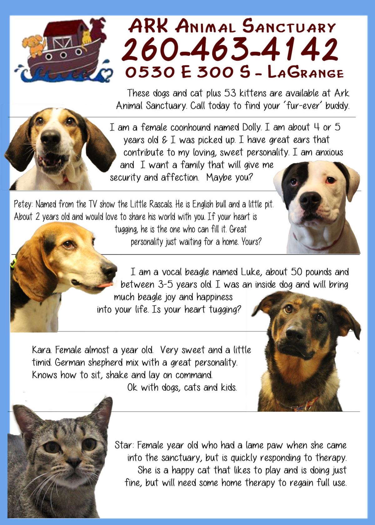 Slideshow Pets Of The Week Multimedia Goshennews Com