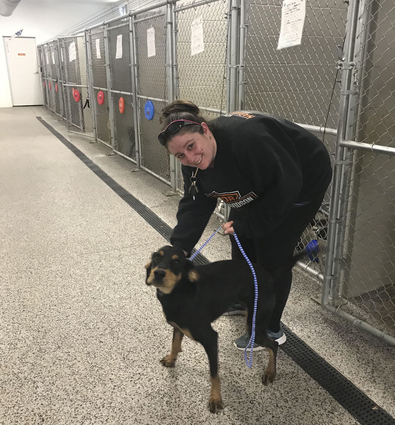 reigning cats and dogs rescue