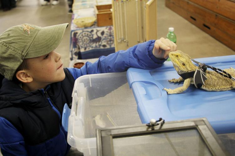 Reptile expo shows snakes, lizards as alternative pets for ...
