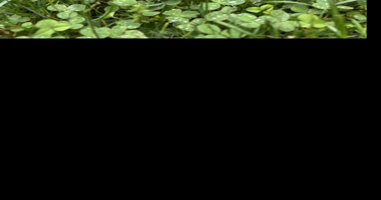 gardening-clover-grass-lawns-national-news-goshennews