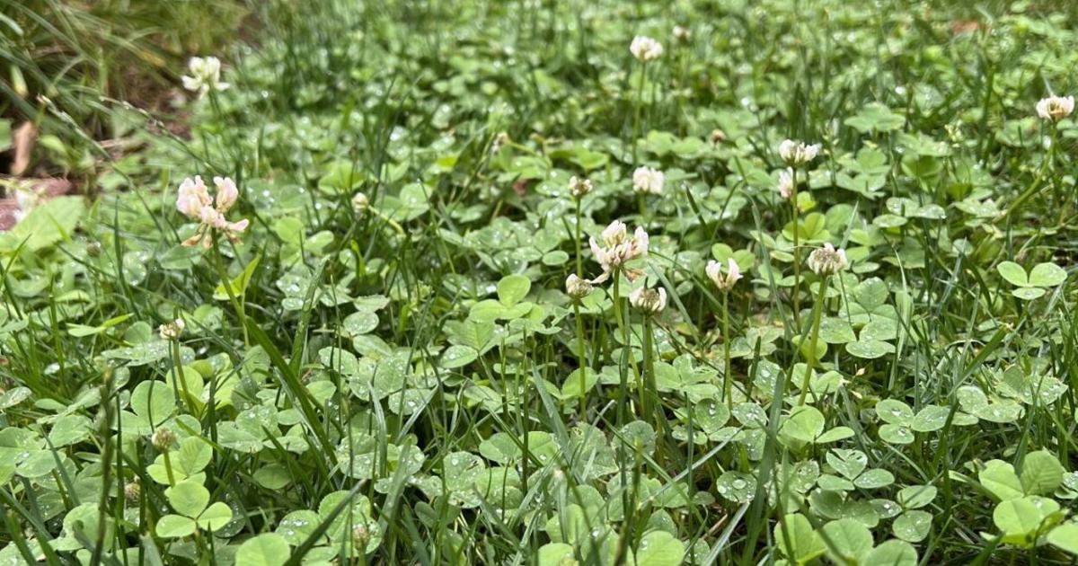 Gardening Clover Grass Lawns National News Goshennews gardening-clover-grass-lawns-national-news-goshennews