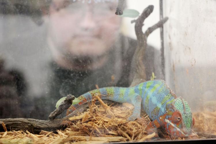 Reptile expo shows snakes, lizards as alternative pets for ...