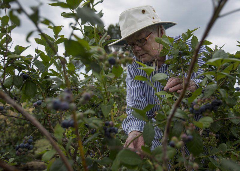 THANK A HOOSIER FARMER Wakarusa blueberry farmer opens his fields to