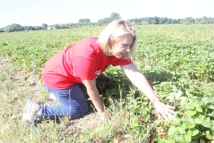 Yoder's UPick Strawberries opening for the season News