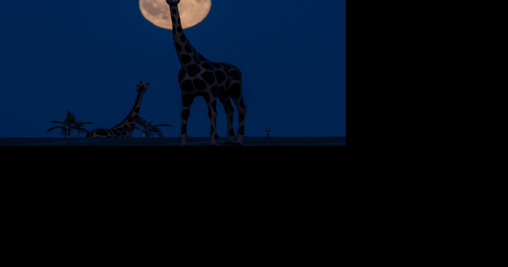 Harvest Moon Ohio | National News | goshennews.com