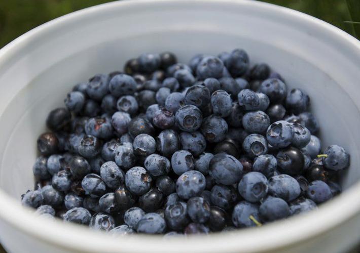 THANK A HOOSIER FARMER Wakarusa blueberry farmer opens his fields to