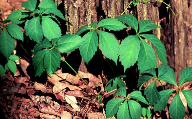 JEFF BURBRINK: Got the itch from poison ivy? | News | goshennews.com