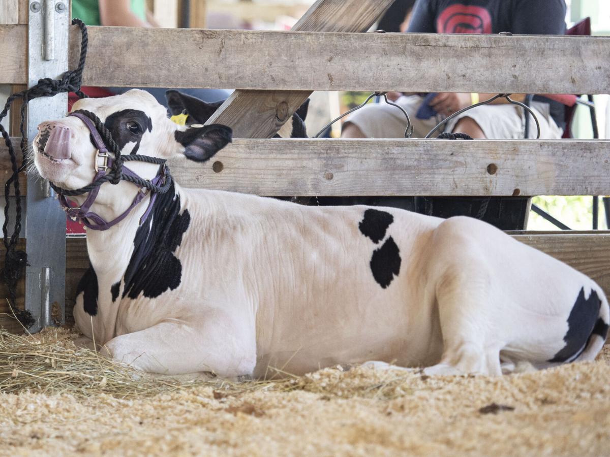 Elkhart County 4-H Dairy Feeder Showcase 2020