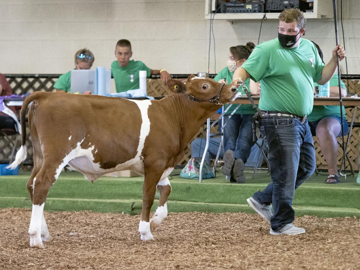 Elkhart County 4-H Dairy Feeder Showcase 2020