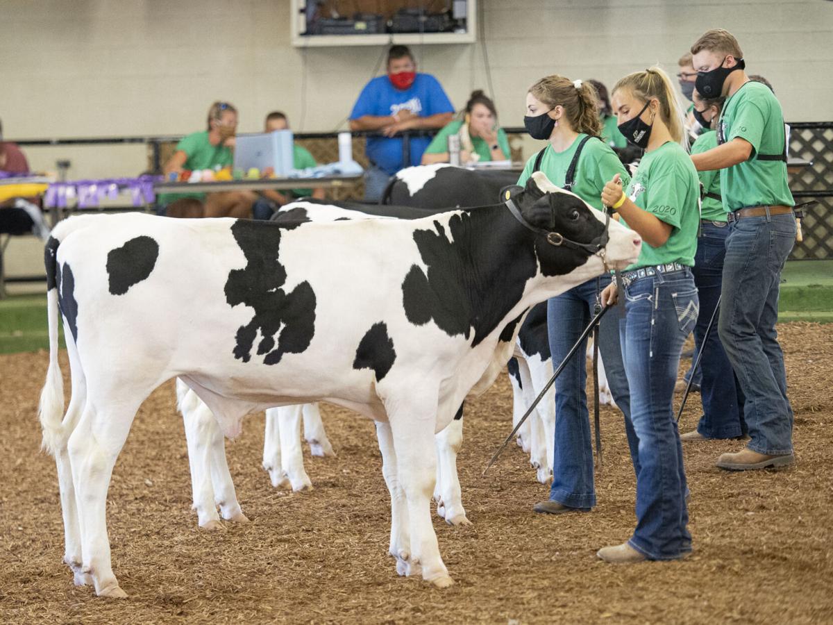 Elkhart County 4-H Dairy Feeder Showcase 2020