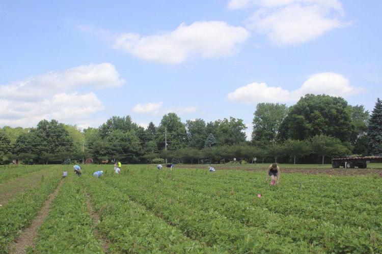 Strawberry ripe for the picking at Yoder's Local News