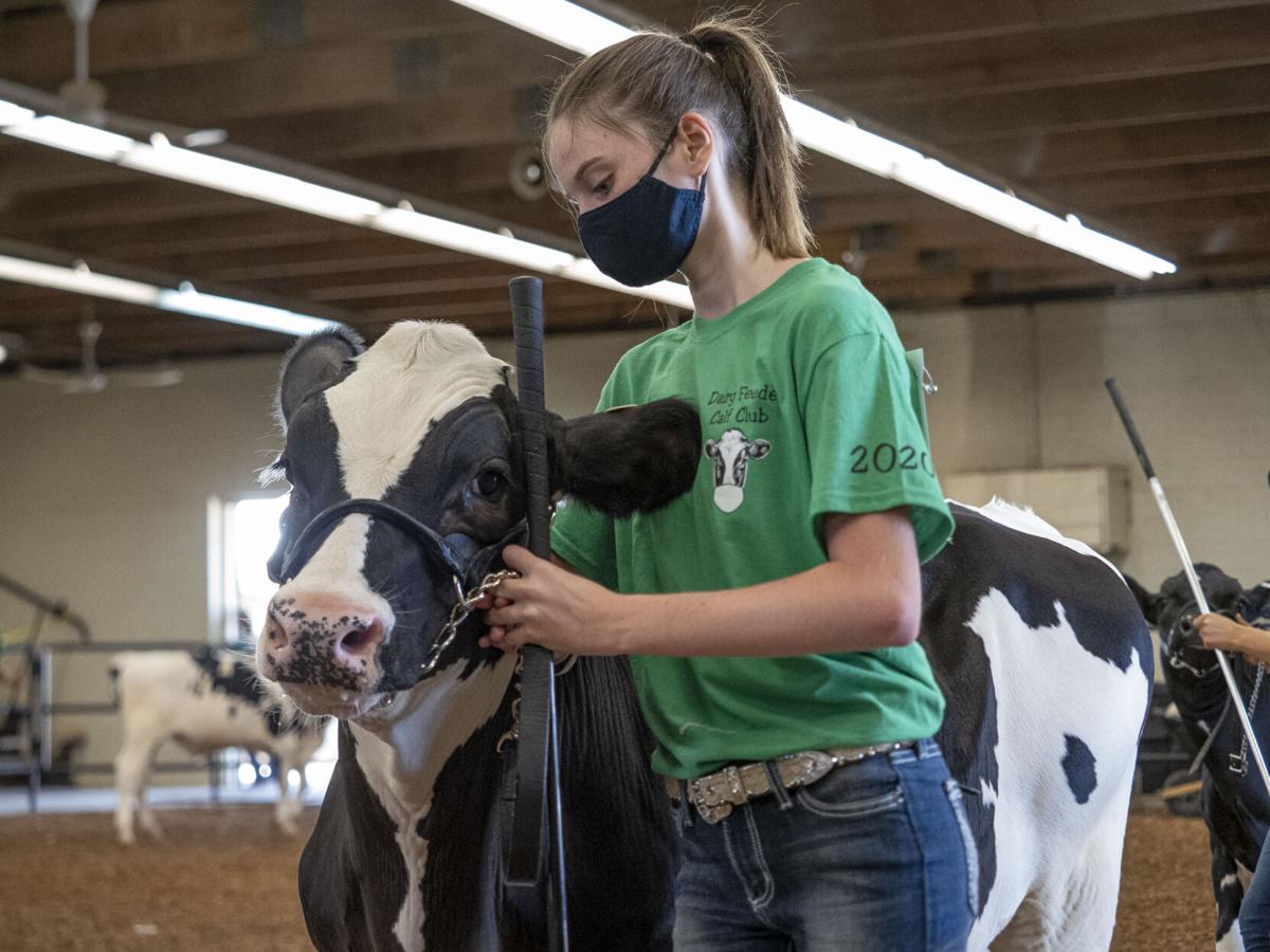 Elkhart County 4-H Dairy Feeder Showcase 2020