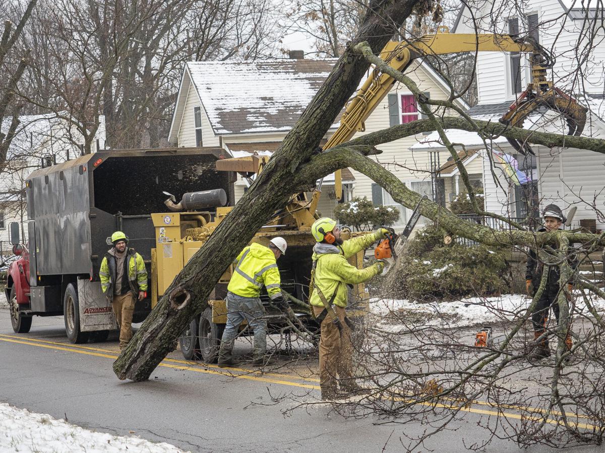 Wilden Avenue Tree Removal