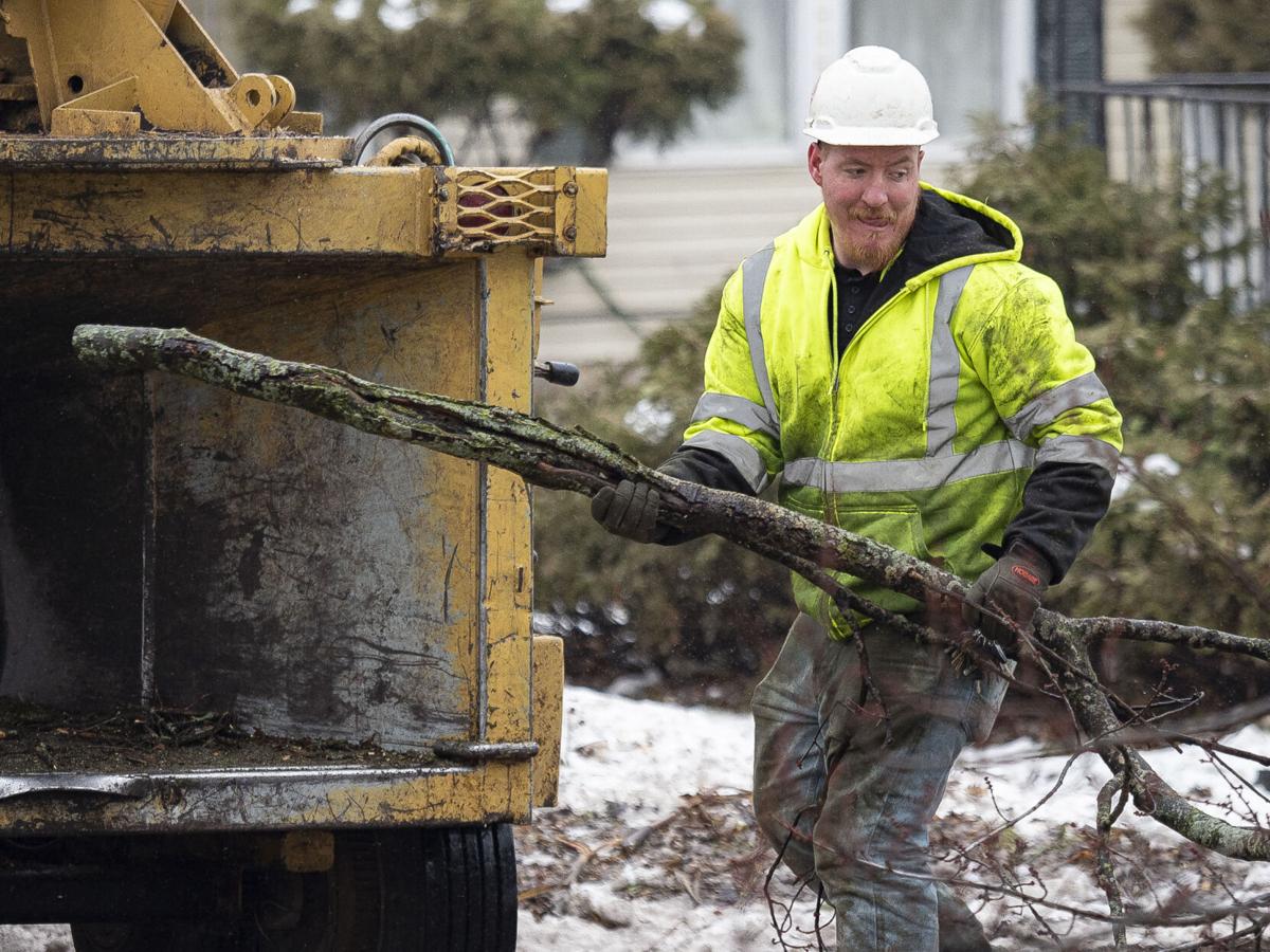 Wilden Avenue Tree Removal