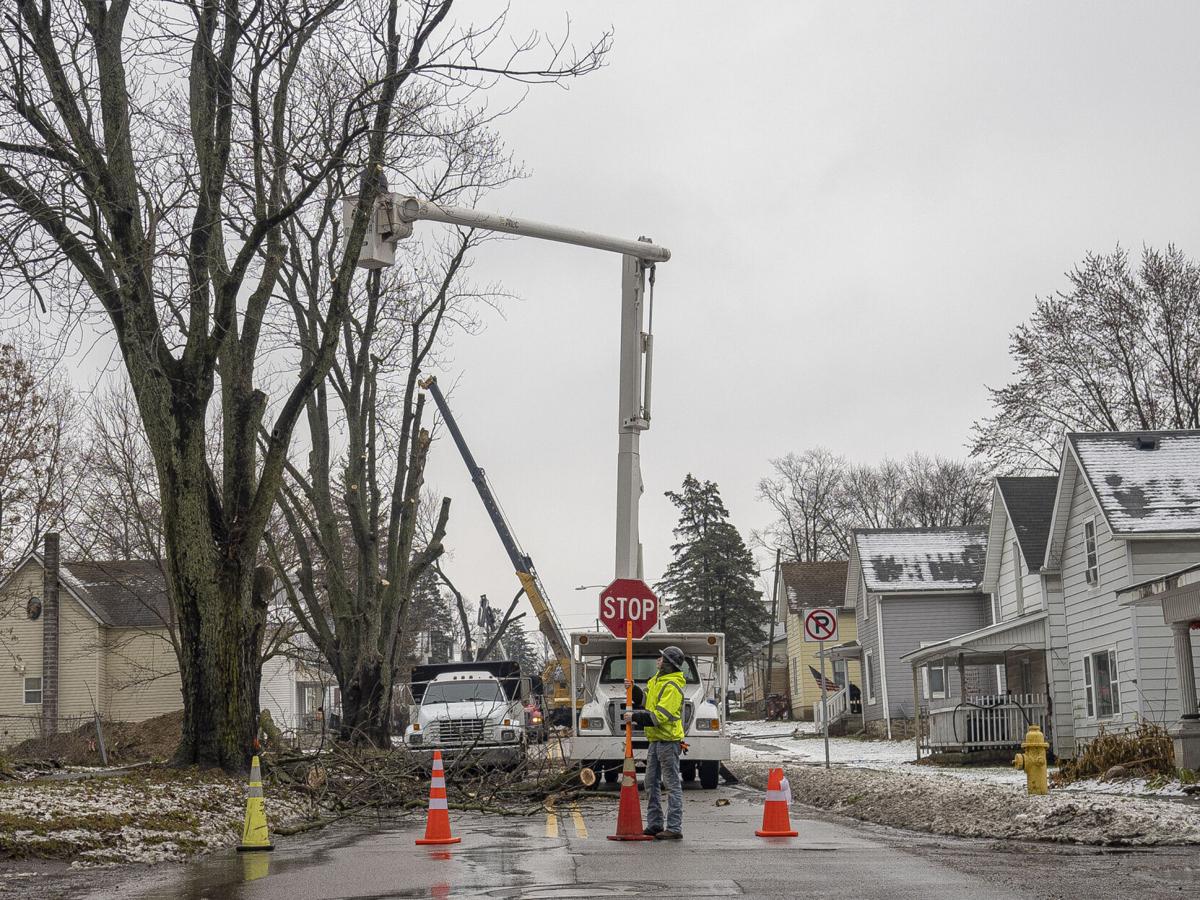 Wilden Avenue Tree Removal