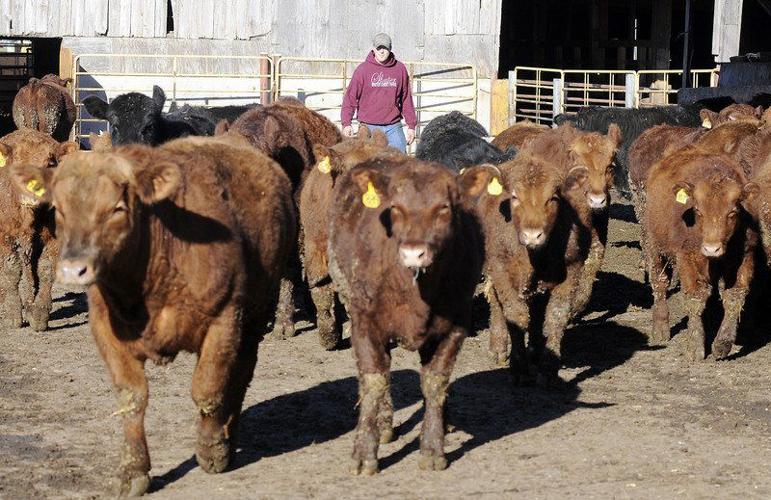 INDIANA IN-DEPTH: Antibiotic use in farm animals drops radically | Local News INDIANA IN-DEPTH: Antibiotic use in farm animals drops radically | Local News