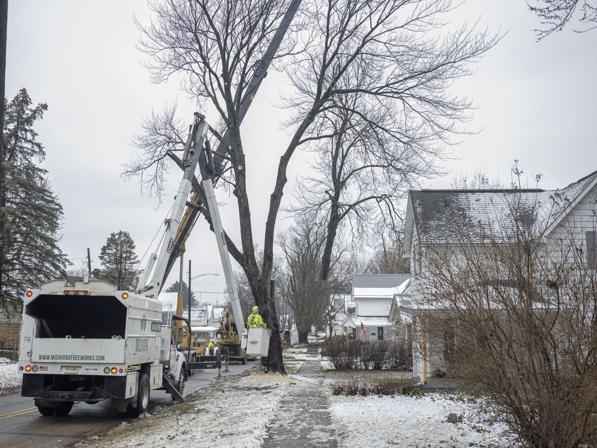 Wilden Avenue Tree Removal