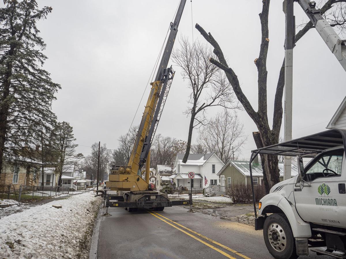Wilden Avenue Tree Removal