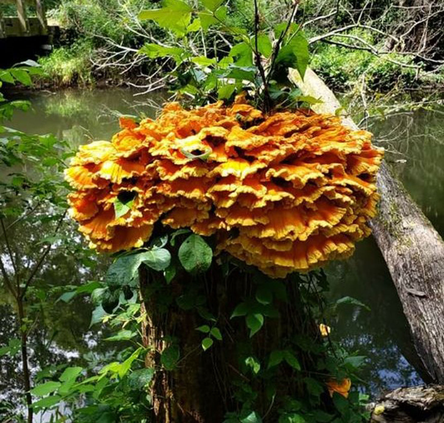 chicken of the woods indiana