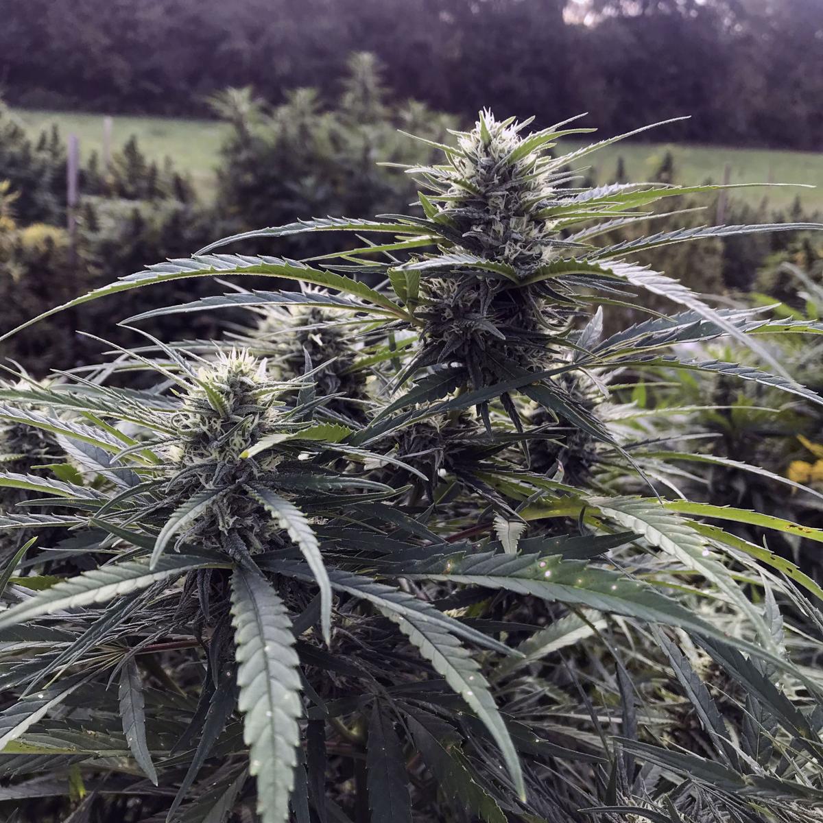 Marshall King Local Farmer Taps Into New Hemp Market News Goshennews Com