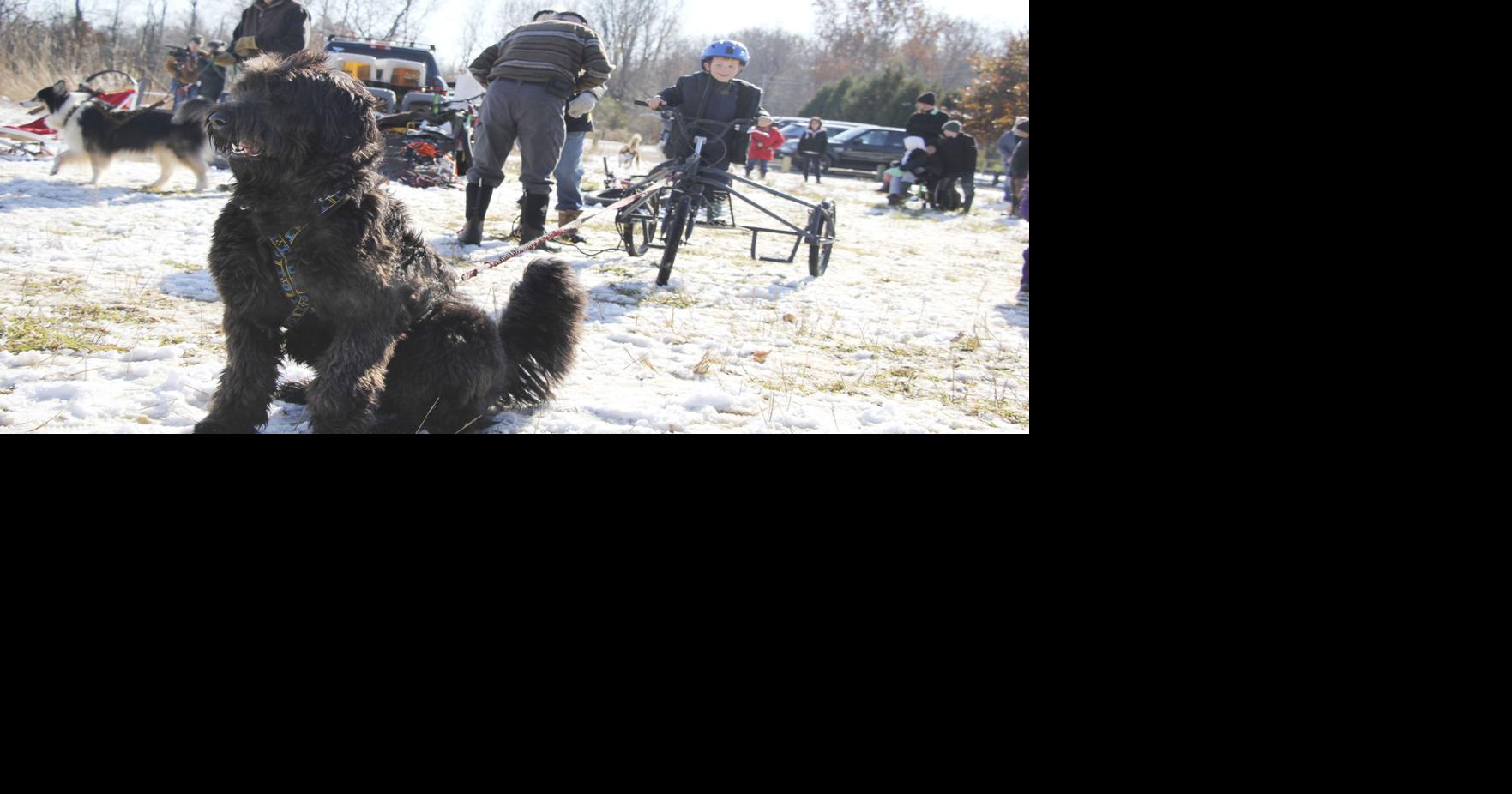 Dogs, owners learn basics of mushing News