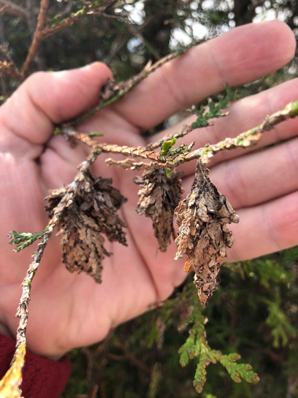 Jeff Burbrink Carefully Inspect Landscape Plants For Bagworms
