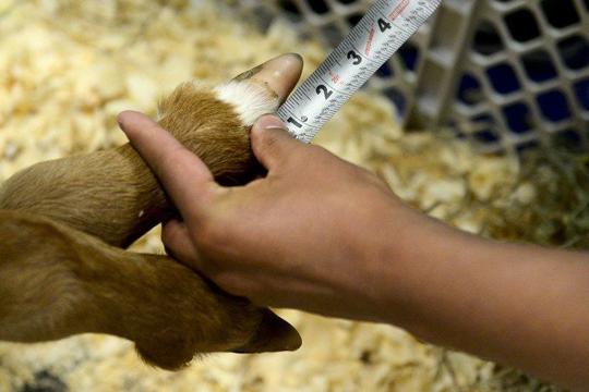 Disabled calf gets new lease on life at GHS | News | goshennews.com
